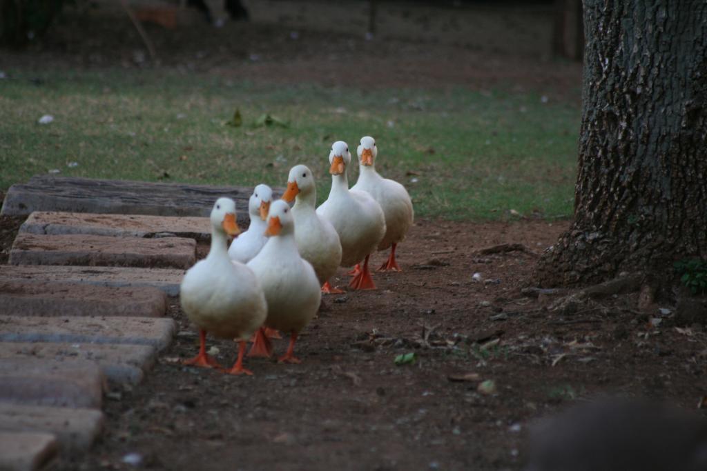 Hotel Akwela Guest Farm Bloemfontein Exterior foto